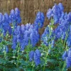 Sale Aconitum X Cammarum Blue Lagoon Eisenhut Ca. 11x11 cm Topf