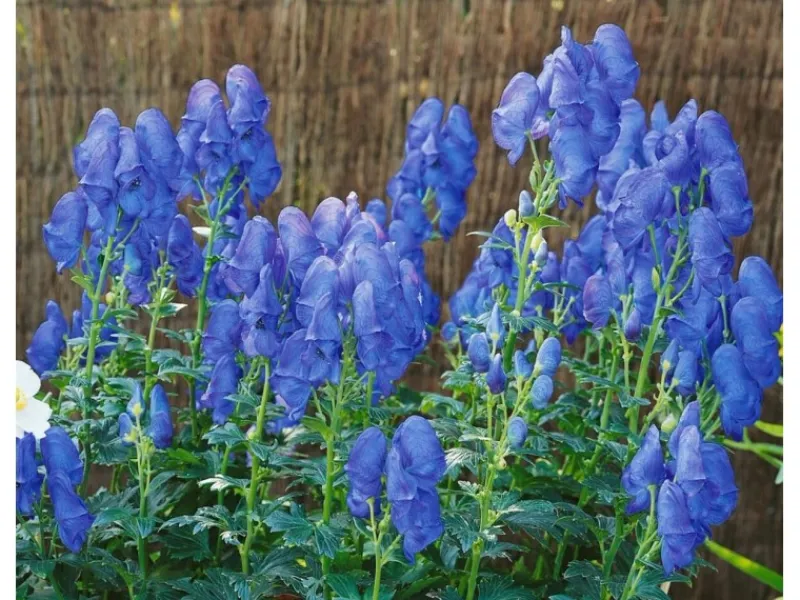 Sale Aconitum X Cammarum Blue Lagoon Eisenhut Ca. 11x11 cm Topf