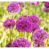 Allium Aflatunense Zierlauch Purple Sensation Ca 11x11 cm Topf< Töpfe