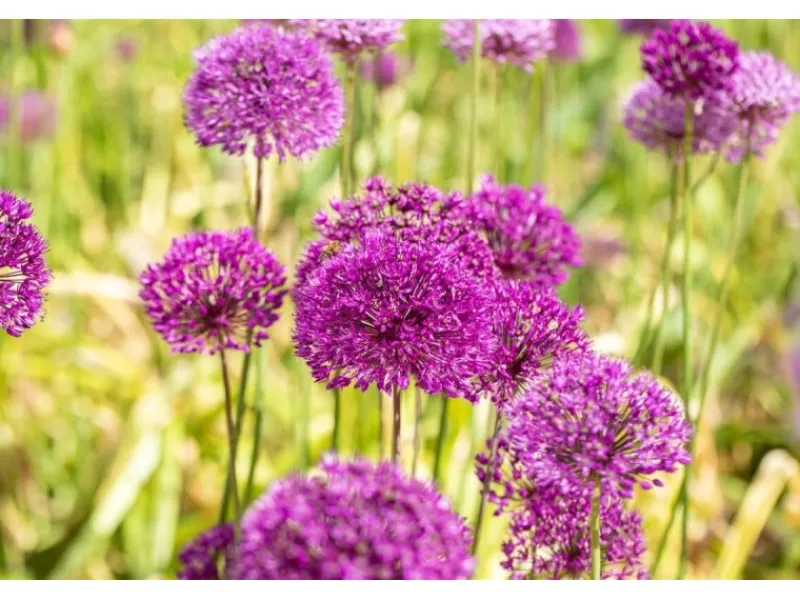 Allium Aflatunense Zierlauch Purple Sensation Ca 11x11 cm Topf< Töpfe