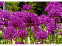 Allium Aflatunense Zierlauch Purple Sensation Ca 11x11 cm Topf< Töpfe