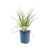 Hot Allium Tuberosum Knolau Ca. 11x11 cm Topf