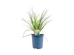 Hot Allium Tuberosum Knolau Ca. 11x11 cm Topf