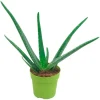 Töpfe<Aloe vera Höhe ca. 15 - 20 cm Topf-Ø ca. 12 cm