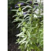 Best Aloysia Triphylla Zitronenverbene Ca. 9x9 cm Topf