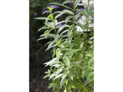 Best Aloysia Triphylla Zitronenverbene Ca. 9x9 cm Topf