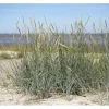 Discount Ammophila Breviligulata Strandhafer Ca. 9x9 cm Topf