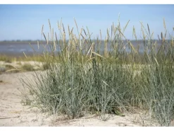 Discount Ammophila Breviligulata Strandhafer Ca. 9x9 cm Topf