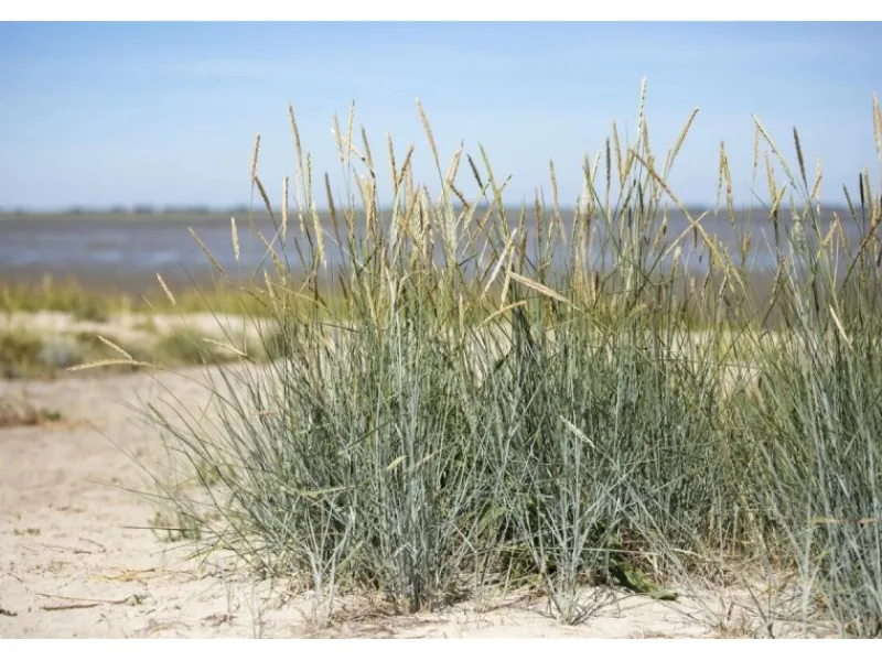Discount Ammophila Breviligulata Strandhafer Ca. 9x9 cm Topf