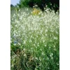 Hot Anthericum Ramosum Ästige Graslilie Ca. 9x9 cm Topf