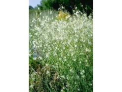 Hot Anthericum Ramosum Ästige Graslilie Ca. 9x9 cm Topf