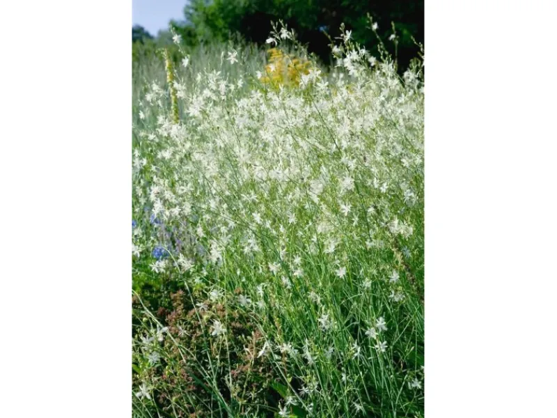 Hot Anthericum Ramosum Ästige Graslilie Ca. 9x9 cm Topf