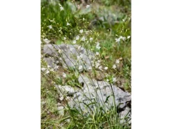 Hot Anthericum Ramosum Ästige Graslilie Ca. 9x9 cm Topf
