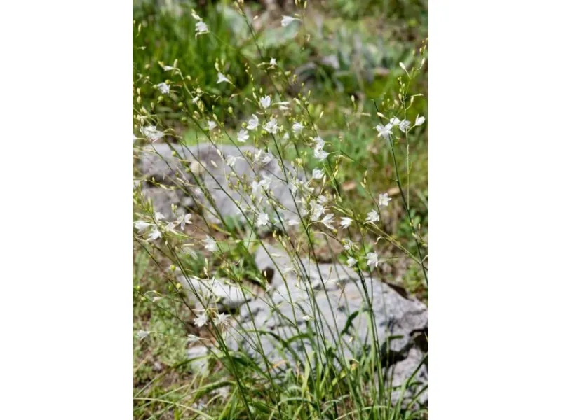 Hot Anthericum Ramosum Ästige Graslilie Ca. 9x9 cm Topf
