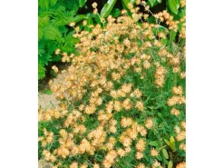 Sale Anthyllis Vulneraria Wundklee Ca. 9x9 cm Topf