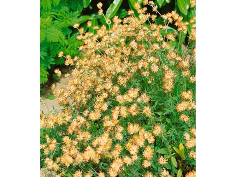 Sale Anthyllis Vulneraria Wundklee Ca. 9x9 cm Topf