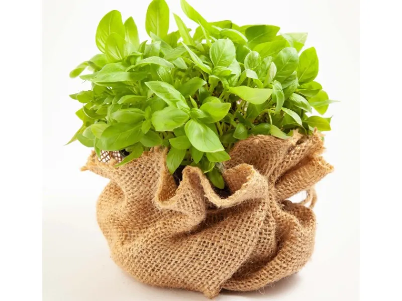 Aquagart Töpfe<20m x 1m Jutegewebe 215g/m² Jutematte Gartenjute Jute Stoff Sackleinen Juteband