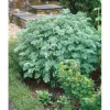 Artemisia Absinthium Wermut Ca. 9x9 cm Topf< Töpfe