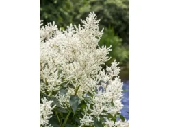 Discount Aruncus Dioicus Waldgeißbart Ca. 11x11 cm Topf