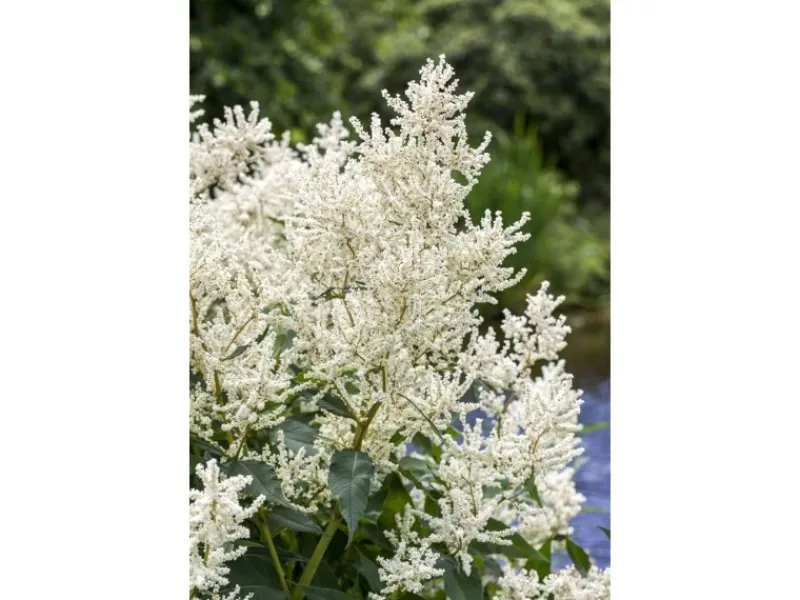 Discount Aruncus Dioicus Waldgeißbart Ca. 11x11 cm Topf
