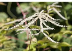 Discount Aruncus Dioicus Waldgeißbart Ca. 11x11 cm Topf