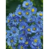 Aster Novae-angliae Barr's Blue Raublattaster Ca. 11x11 cm Topf< Töpfe
