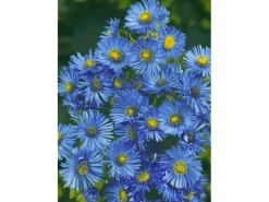 Aster Novae-angliae Barr's Blue Raublattaster Ca. 11x11 cm Topf< Töpfe