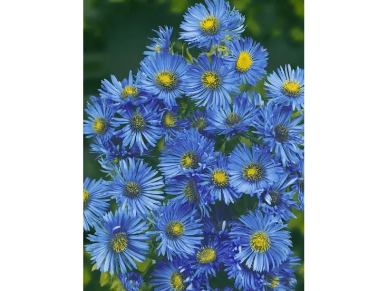 Aster Novae-angliae Barr's Blue Raublattaster Ca. 11x11 cm Topf< Töpfe