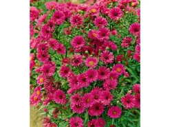 Töpfe<Aster Novae-angliae Rubinschatz Neuengland Aster Ca. 11x11 cm Topf