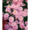 Aster Novi-belgii Rosaperle Glattblattaster Ca. 9x9 cm Topf< Töpfe
