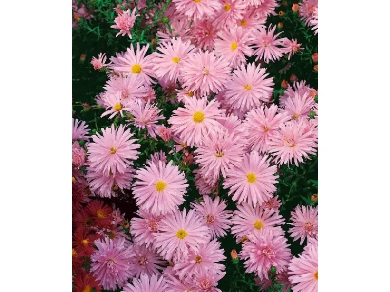 Aster Novi-belgii Rosaperle Glattblattaster Ca. 9x9 cm Topf< Töpfe
