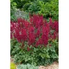 Töpfe<Astilbe Japonica Etna Prachtspiere Ca. 11x11 cm Topf
