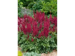 Töpfe<Astilbe Japonica Etna Prachtspiere Ca. 11x11 cm Topf