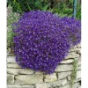 Aubrieta X Cult. Cascade Blue Blaukissen Blau Ca. 9x9 cm Topf< Töpfe