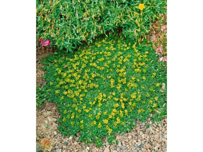 Töpfe<Azorella Trifurcata Nana Polsterpflanze Ca. 9x9 cm Topf