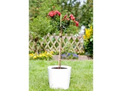 Bambusstab 60 cm Ø ca. 0,5 cm< Töpfe