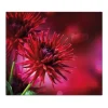 Clearance Banjado Herdabdeckplatte Glas 1 Teilig 60x52CM Schneidebrett Herdabdeckung Mit Motiv Rote Dahlien