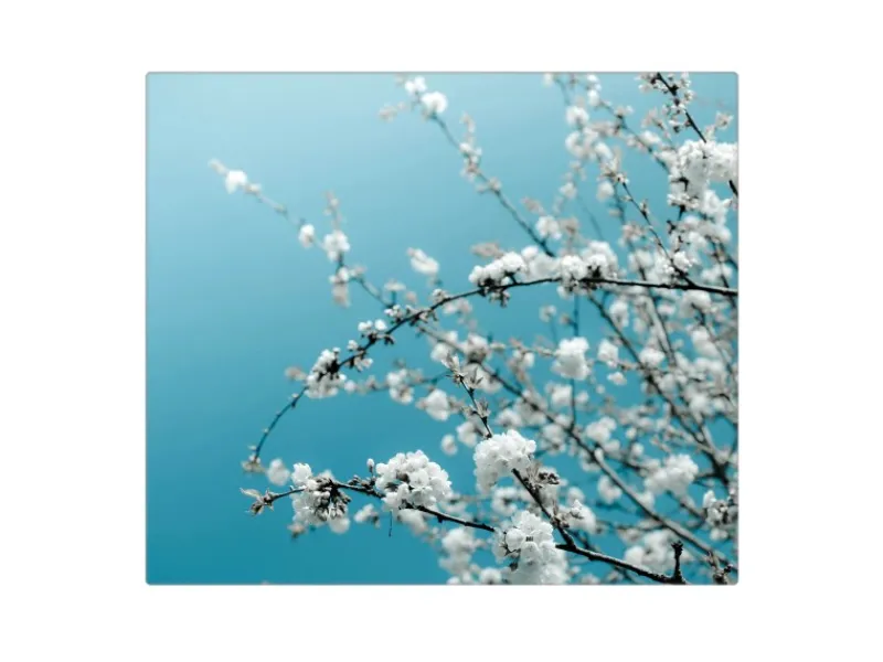 Banjado Herdabdeckplatte Glas 1 Teilig 60x52CM Schneidebrett Herdabdeckung Mit Motiv Weiße Kirschblüten< Herde|Kochfelder