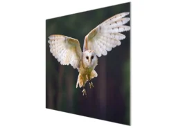 Best Banjado Herdabdeckplatte Glas 1 Teilig 60x52CM Schneidebrett Herdabdeckung Mit Motiv Schleiereule
