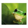 Banjado Herdabdeckplatte Glas 1 Teilig 60x52CM Schneidebrett Herdabdeckung Mit Motiv Frosch< Herde|Kochfelder