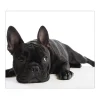 New Banjado Herdabdeckplatte Glas 1 Teilig 60x52CM Schneidebrett Herdabdeckung Mit Motiv Bulldogge
