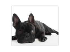 New Banjado Herdabdeckplatte Glas 1 Teilig 60x52CM Schneidebrett Herdabdeckung Mit Motiv Bulldogge