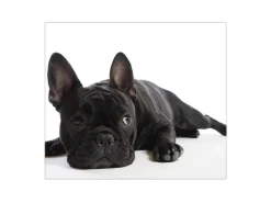 New Banjado Herdabdeckplatte Glas 1 Teilig 60x52CM Schneidebrett Herdabdeckung Mit Motiv Bulldogge