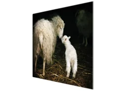 Banjado Herde|Kochfelder<Herdabdeckplatte Glas 1 Teilig 60x52CM Schneidebrett Herdabdeckung Mit Motiv Schaf Und Lamm