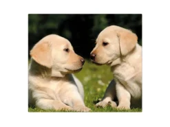 Banjado Herdabdeckplatte Glas 1 Teilig 60x52CM Schneidebrett Herdabdeckung Mit Motiv Labrador< Schneidebretter|Herde