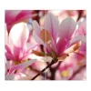 Banjado Herdabdeckplatte Glas 2 Teilig Je 30x52CM Schneidebrett Herdabdeckung Mit Motiv Magnolia< Schneidebretter|Herde