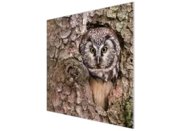Banjado Herde|Kochfelder<Herdabdeckplatte Glas 1 Teilig 60x52CM Schneidebrett Herdabdeckung Mit Motiv Eule