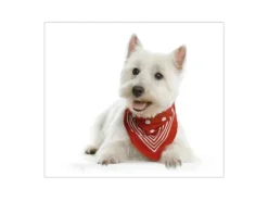 New Banjado Herdabdeckplatte Glas 1 Teilig 60x52CM Schneidebrett Herdabdeckung Mit Motiv Westie