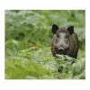 Discount Banjado Herdabdeckplatte Glas 1 Teilig 60x52CM Schneidebrett Herdabdeckung Mit Motiv Wildschwein