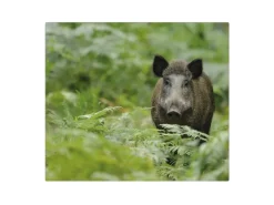 Discount Banjado Herdabdeckplatte Glas 1 Teilig 60x52CM Schneidebrett Herdabdeckung Mit Motiv Wildschwein
